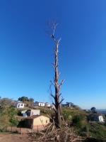 Ross Tree Felling Pietermaritzburg image 11